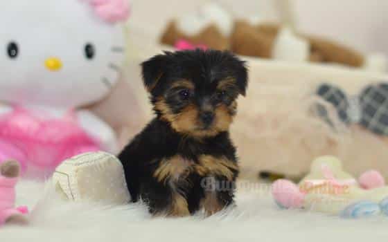 Tilly’s Puppy Yorkshire Terrier Puppies