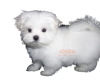 buy puppies online