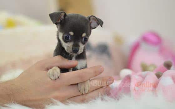 Audra Chihuahua Puppies