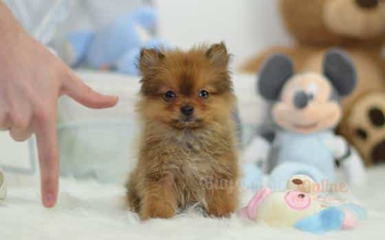 Alvin's Puppy