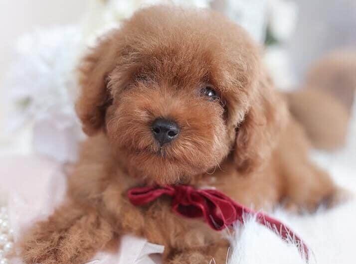 Toy Poodle brown