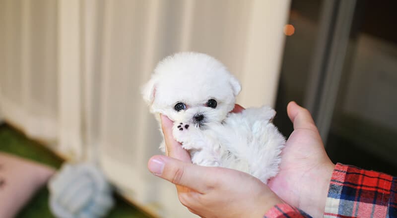 Teacup Puppies 101: The Complete Guide to Buying Teacup Puppies Onlin